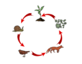 Cadena tròfica