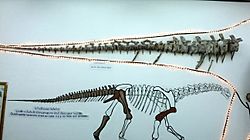 Caudal vertebrae Tangvayosaurus hoffeti.jpg