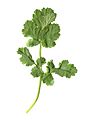 Cilantro leaf