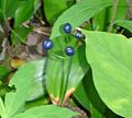 Clintonia borealis