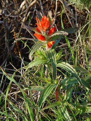Archivo:Coast paintbrush (Castilleja affinis)