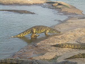 Archivo:Crocodile marchant