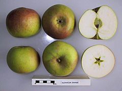 Cross section of Blenheim Orange (LA 62A), National Fruit Collection (acc. 1973-133).jpg