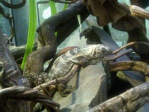 Archivo:Ctenosaura bakeri 02