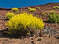 Descurainia bourgaeana LC0218