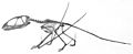 Dimorphodon macronyx
