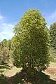 Drimys Winteri Young adult specimen