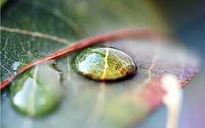 Archivo:Drops of water on leaf-1280x800