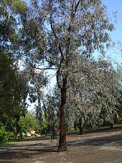 Archivo:Eucalyptus sideroxylon1