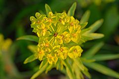 Archivo:Euphorbia esula - kibe piimalill