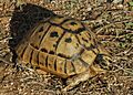 Furculachelys