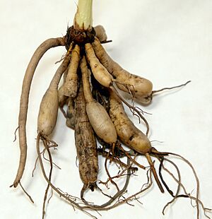 Archivo:Hem Root