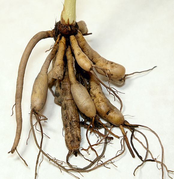 Hem Root