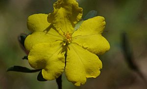 Archivo:Hibbertia obtusifolia flower 1