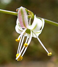 Hooveria parviflora 1.jpg