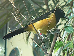 Archivo:Icterus oberi