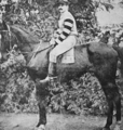 Jinete Caballeriza Alianza