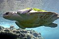Lepidochelys-olivacea-Kélonia-1