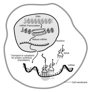 Archivo:MRNA-interaction