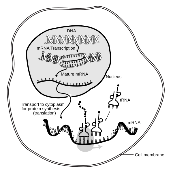 MRNA-interaction