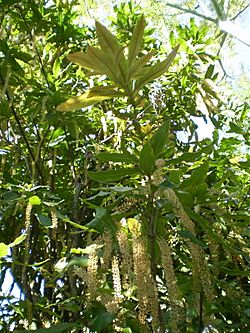 Macadamia tetraphylla branch & flower1.JPG