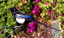 Maghreb (European) Magpie, Morocco.jpg