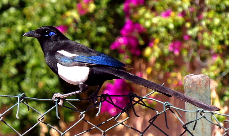 Maghreb (European) Magpie, Morocco