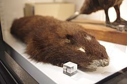 Marmota vancouverensis at the Beaty Biodiversity Museum.JPG