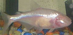 Mexican Tetra as Blind Cave Fish.jpg