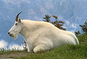Archivo:Mountain Goat USFWS