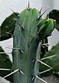 Myrtillocactus geometrizans - branching