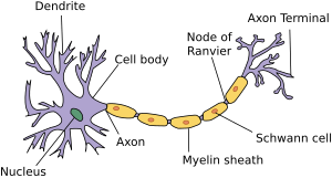 Neuron.svg