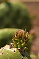 Nopal bebé