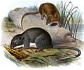 Oryzomys couesi, Tylomys panamensis