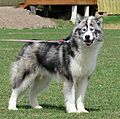 Perro esquimal canadiense 2