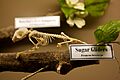 Petaurus breviceps