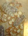 Pharaxonotha esperanzae, adultos and larva on microsporofils