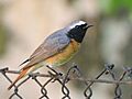 Phoenicurus phoenicurus male(ThKraft)