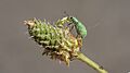 Phyllobius sp Ulia