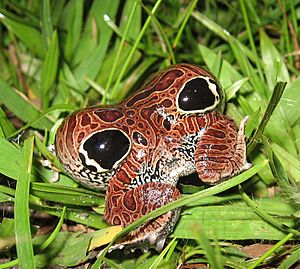 Archivo:Physalaemus nattereri in deimatic behavior