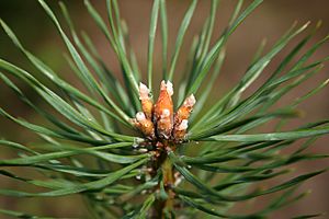Archivo:Pinus sylvestris stożki wzrostu 611