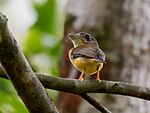 Archivo:Platyrinchus platyrhynchos White-crested Spadebill; Machadinho d'Oeste, Rondônia, Brazil (cropped)