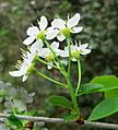 Prunus mahaleb inflorescence16