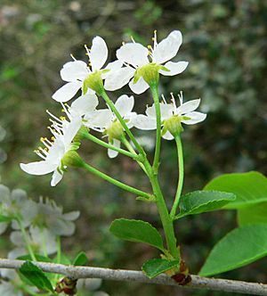 Archivo:Prunus mahaleb inflorescence16