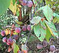 Prunus mexicana-fruits-leaves