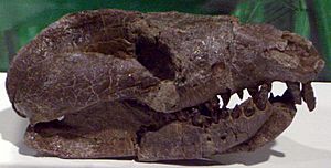 Archivo:Repenomamus giganticus skull