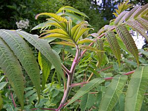 Archivo:Rhus typhina