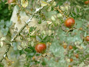 Archivo:Rosa roxburghii (hips)