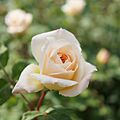 Rose Crocus Rose バラ クロッカスローズ (7943751942)