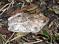 Roth's Tree Frog 2005-07-06